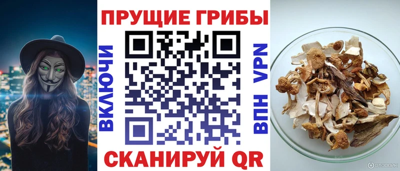 Галлюциногенные грибы Psilocybe  Купить  Губаха 